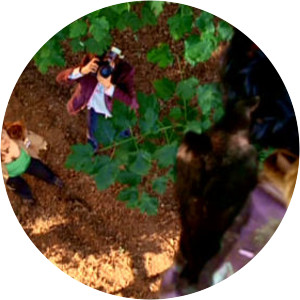 Bones A Boy in a Tree