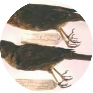 Bonin grosbeak - Birds