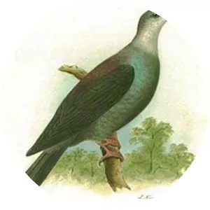 Bonin wood pigeon