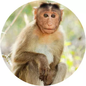 Bonnet macaque