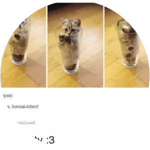 Bonsai Kitten - Website