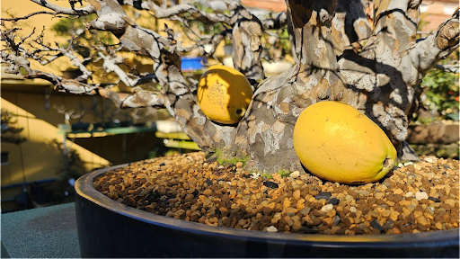 bonsaislaperla.net - Bonsai plant supplier in Villarejo de Salvanes, Spain