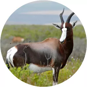Bontebok