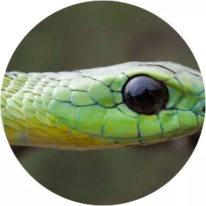 Boomslang