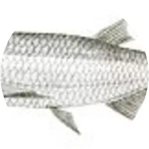 Boopis razorbelly minnow