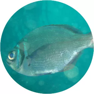 Boopsoidea inornata - 