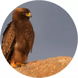 Booted eagle