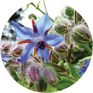 Borage - Plants