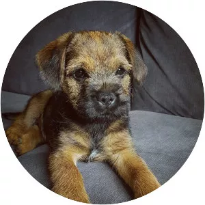 Border Terrier