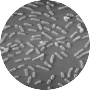 Bordetella bronchiseptica