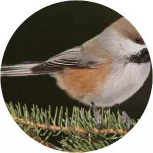 Boreal chickadee