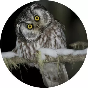 Boreal owl