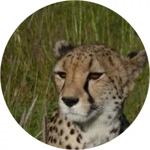 Born to Explore: Namibia -- Land of CheetahsSince 2018 - TV program