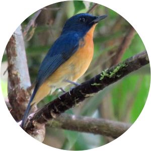 Bornean blue flycatcher - Birds