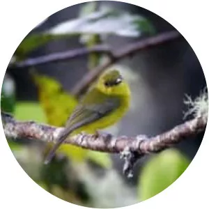 Bornean whistler - Birds