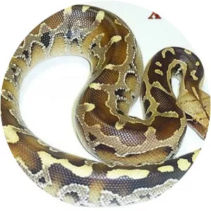 Borneo python