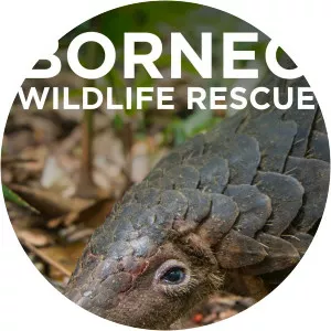 Borneo Wildlife Rescue