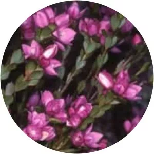 Boronia serrulata