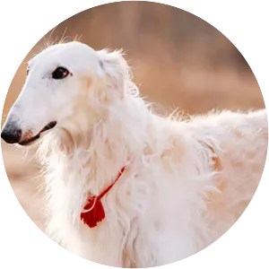 Borzoi