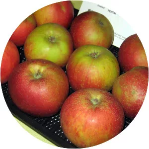 Boskoopské červené