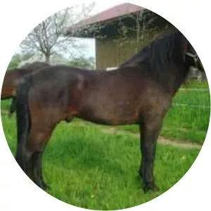 Bosnian Mountain Horse