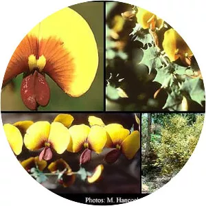 Bossiaea aquifolium