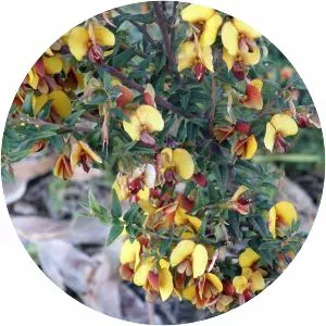 Bossiaea cinerea