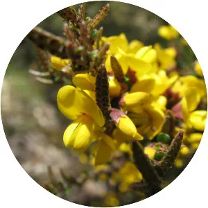 Bossiaea foliosa