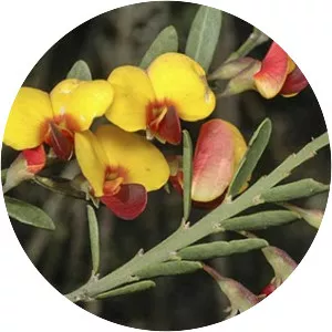 Bossiaea heterophylla