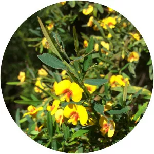 Bossiaea linophylla