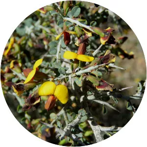 Bossiaea obcordata