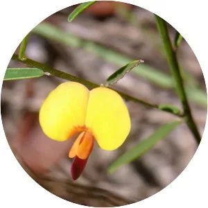 Bossiaea