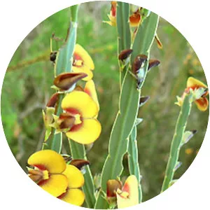 Bossiaea scolopendria