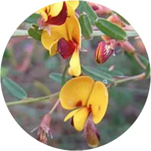 Bossiaea stephensonii