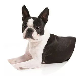 Boston Terrier