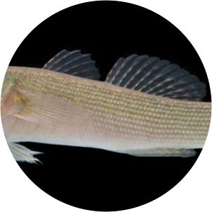 Bostrychus sinensis - Fish