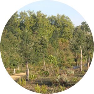 Botanical Garden of Olarizu