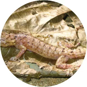 Botel gecko