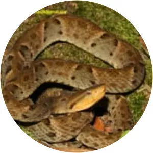 Bothrops atrox