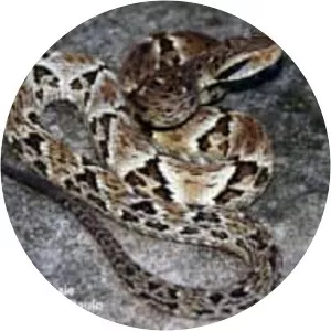 Bothrops jararaca