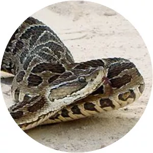 Bothrops