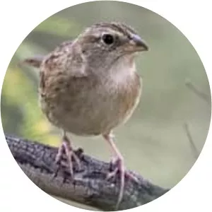 Botteri's sparrow - Birds