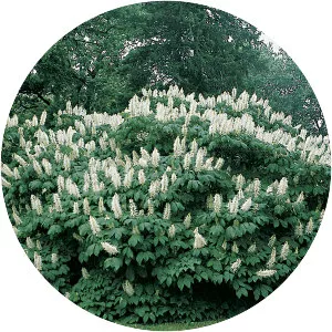 Bottlebrush buckeye