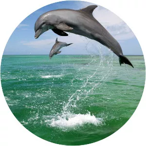 Bottlenose dolphin