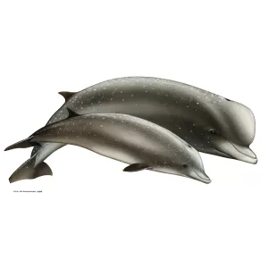 Bottlenose whales