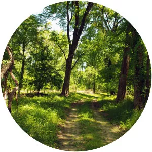 Bottomland hardwood forest photograph