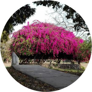 Bougainvillea Garden - 