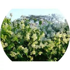 Bougainvillea peruviana - 