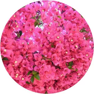 Bougainvillea