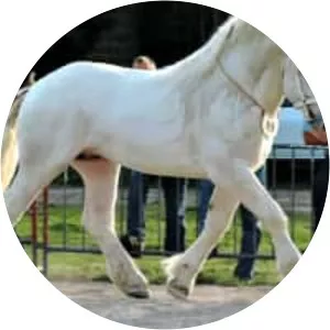 Boulonnais horse